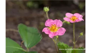 Gartenbaumschule Becker