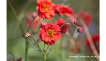 Gartenbaumschule Becker