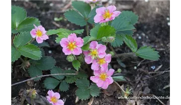Gartenbaumschule Becker