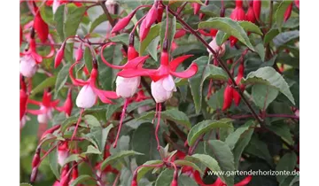 Gartenbaumschule Becker