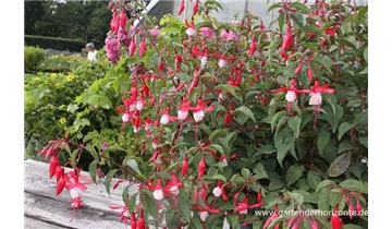 Gartenbaumschule Becker