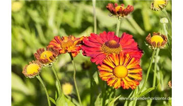 Gartenbaumschule Becker