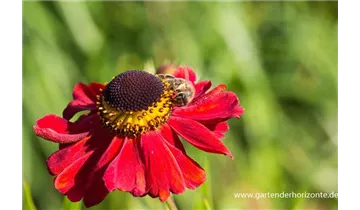 Gartenbaumschule Becker