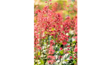 Gartenbaumschule Becker