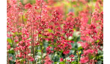 Gartenbaumschule Becker