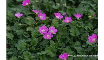 Gartenbaumschule Becker
