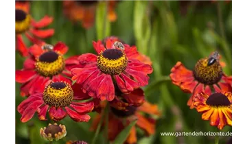 Gartenbaumschule Becker