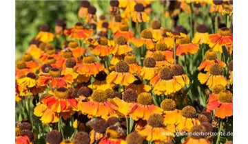 Gartenbaumschule Becker