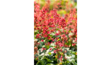 Gartenbaumschule Becker