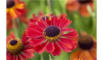 Gartenbaumschule Becker