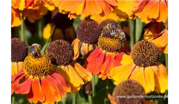 Gartenbaumschule Becker