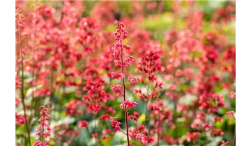 Gartenbaumschule Becker