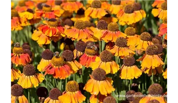 Gartenbaumschule Becker