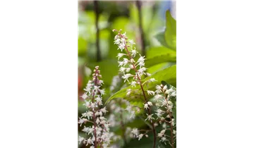 Gartenbaumschule Becker