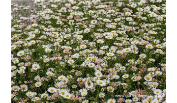 Gartenbaumschule Becker