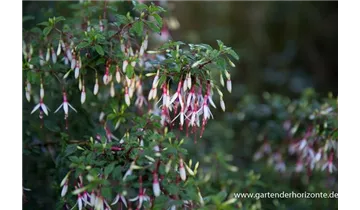 Gartenbaumschule Becker