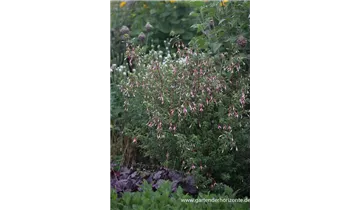 Gartenbaumschule Becker