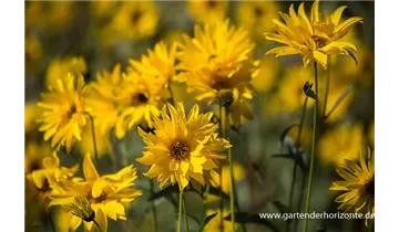 Gartenbaumschule Becker