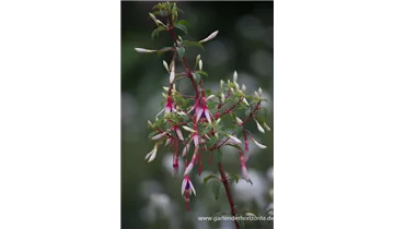 Gartenbaumschule Becker