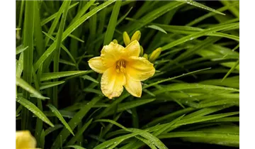 Gartenbaumschule Becker