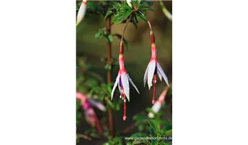 Gartenbaumschule Becker