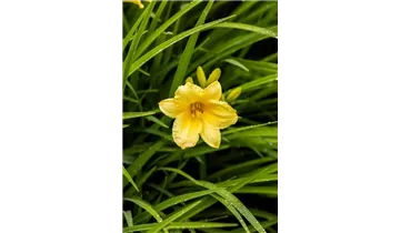 Gartenbaumschule Becker