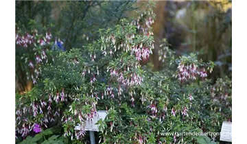 Gartenbaumschule Becker