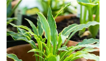 Gartenbaumschule Becker