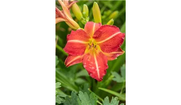 Gartenbaumschule Becker