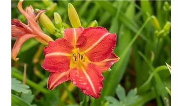 Gartenbaumschule Becker