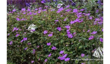 Gartenbaumschule Becker