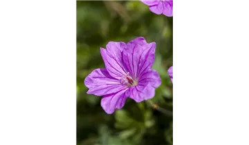 Gartenbaumschule Becker