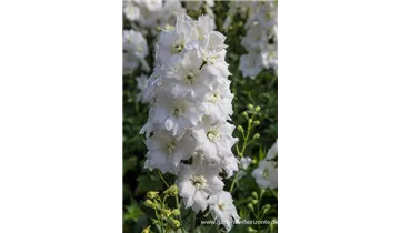 Gartenbaumschule Becker