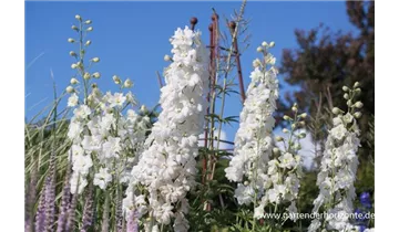Gartenbaumschule Becker