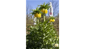 Gartenbaumschule Becker