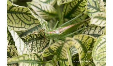 Gartenbaumschule Becker
