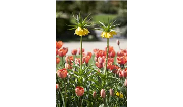 Gartenbaumschule Becker