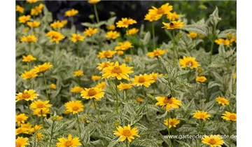 Gartenbaumschule Becker