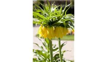 Gartenbaumschule Becker