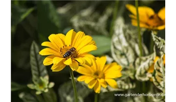 Gartenbaumschule Becker
