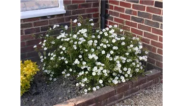 Gartenbaumschule Becker