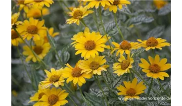 Gartenbaumschule Becker