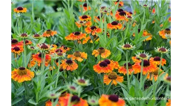 Gartenbaumschule Becker