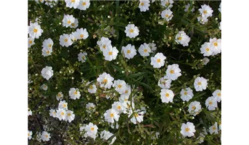 Gartenbaumschule Becker