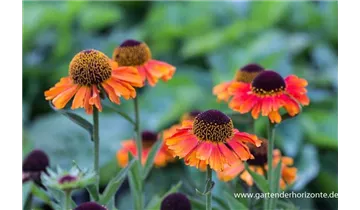 Gartenbaumschule Becker