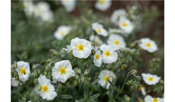 Gartenbaumschule Becker