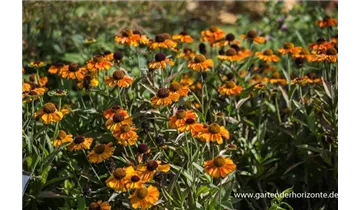 Gartenbaumschule Becker