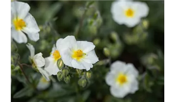 Gartenbaumschule Becker