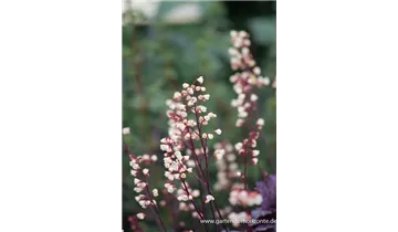 Gartenbaumschule Becker