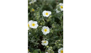 Gartenbaumschule Becker